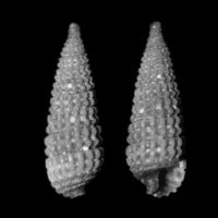 Dizoniopsis coppolae 